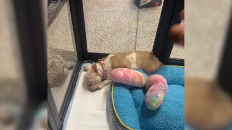 deaf and blind dog