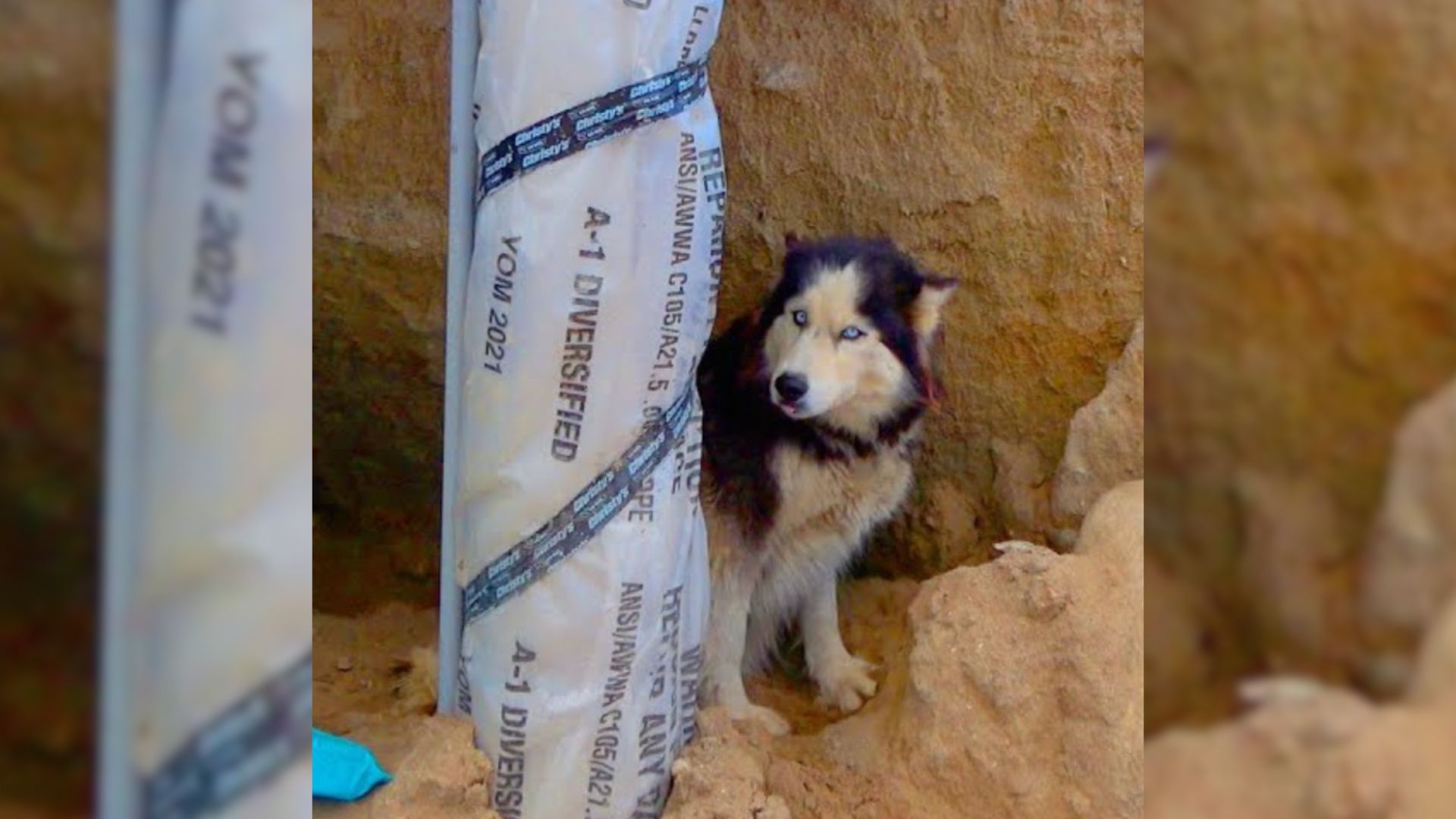 California Husky Left Pregnant And Alone Finds Safety Through A Rescue That Refused To Give Up