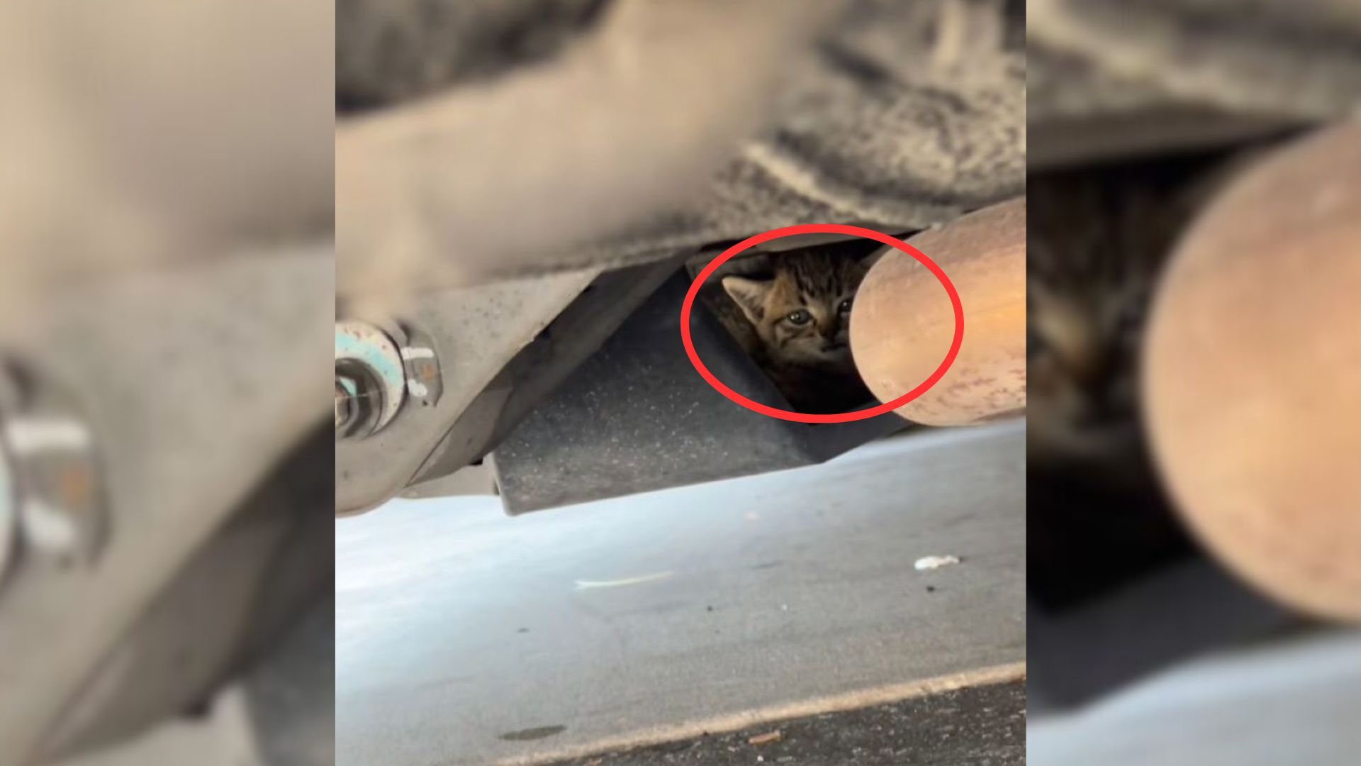 kitten under car