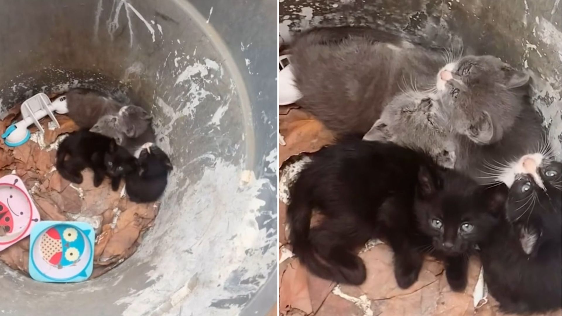 kittens in the trash