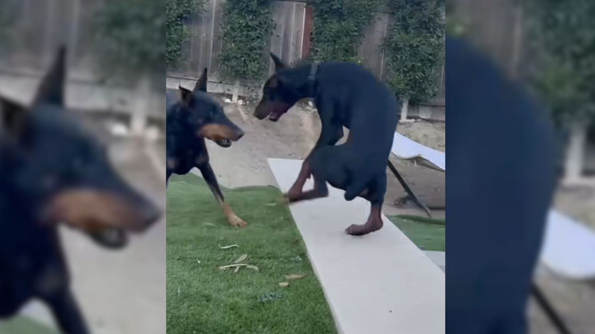 California Man’s Video Of His Dogs Playing Uncovers Unexpectedly Comedic Scene