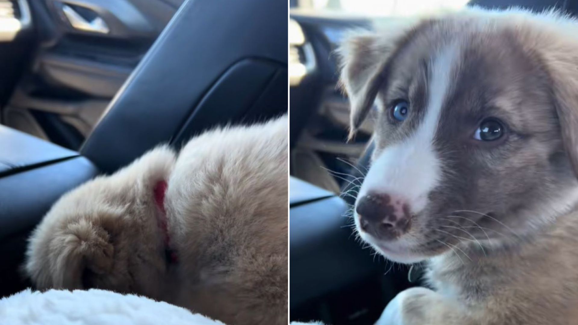 California Owner Gave The Pup A New Name Only For Her Surprised Reaction To Reveal Shocking Truth
