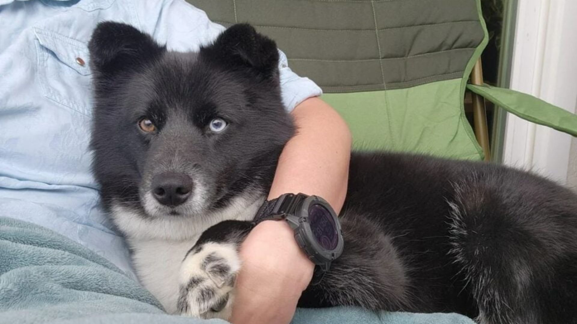 California Owner’s Joy Turns To Shock When DNA Test Reveals Surprising Border Collie Puppy Origin