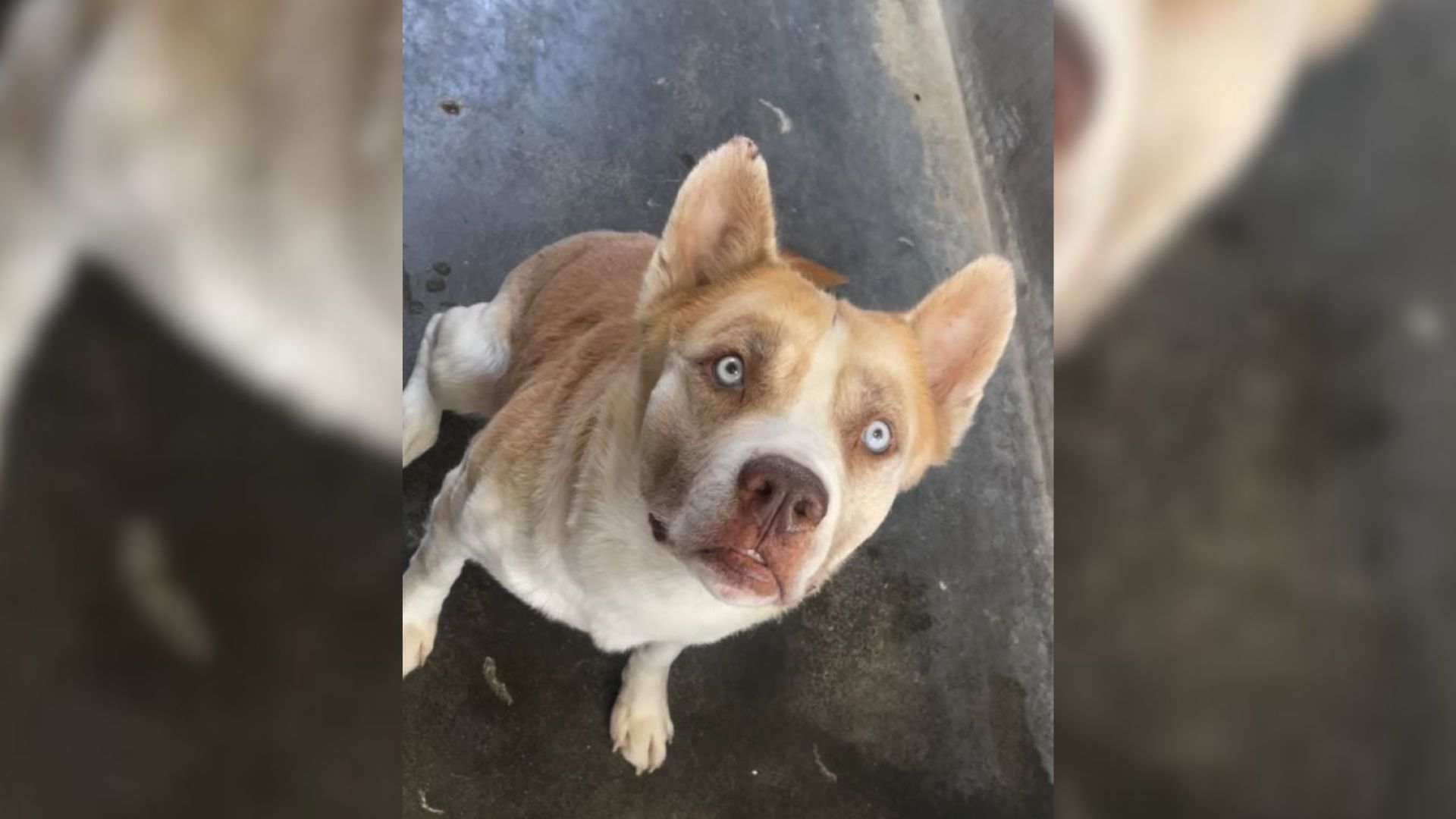 miracle pup