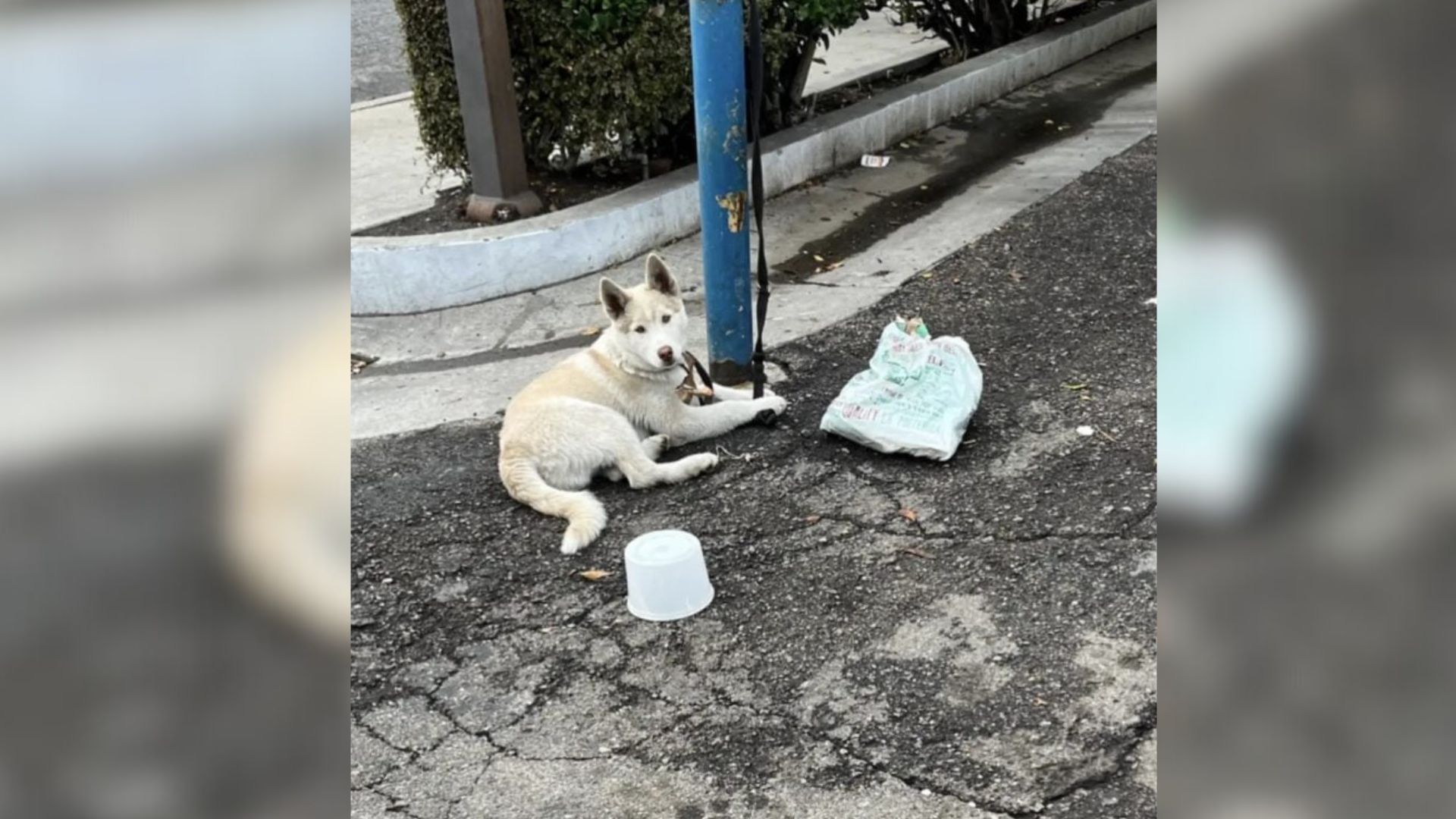 California Puppy Found Tethered And Harassed On Street Begins Healing With Foster Family