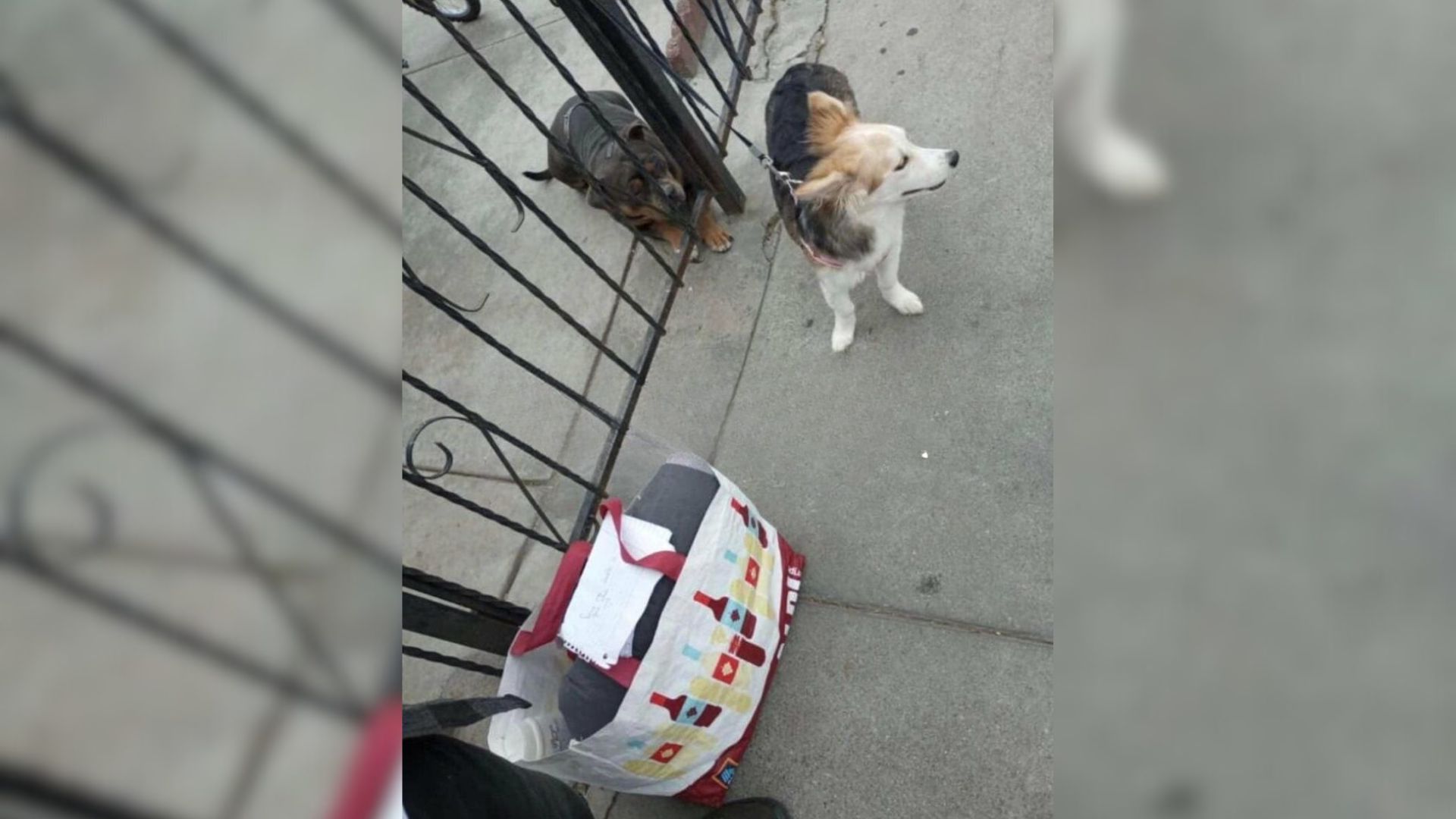 dog and belongings