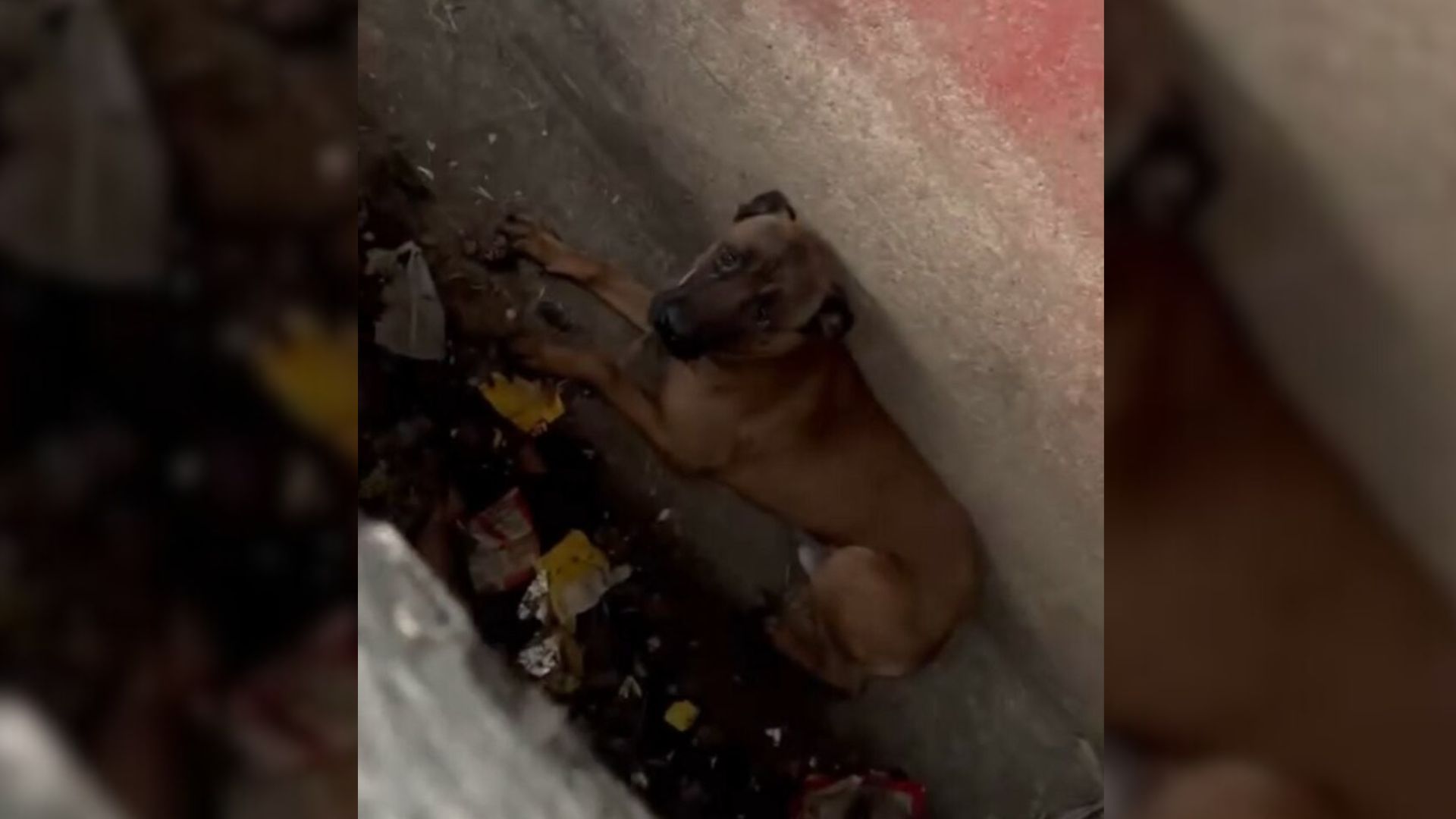 California Puppy Rescued From Sewer Finally Feels Safe And Loved