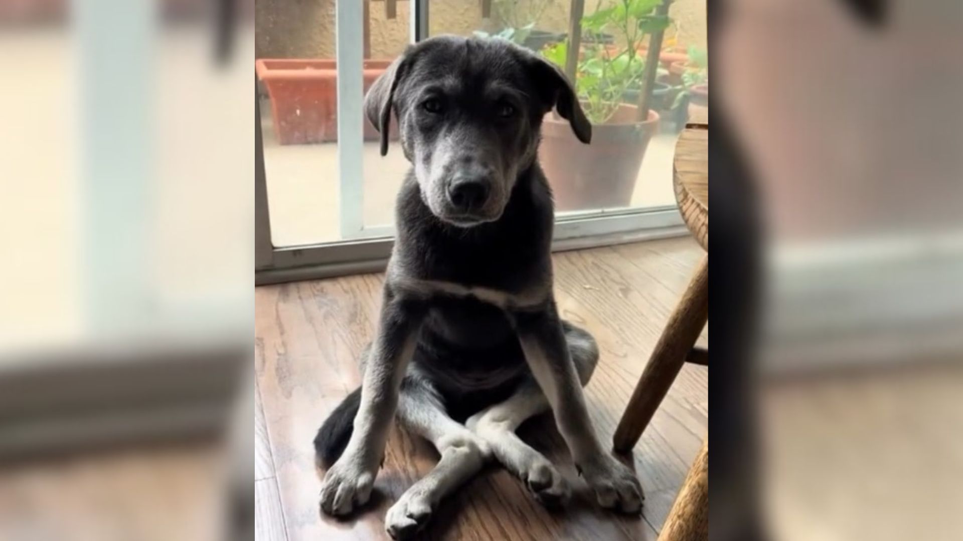 dog indoors