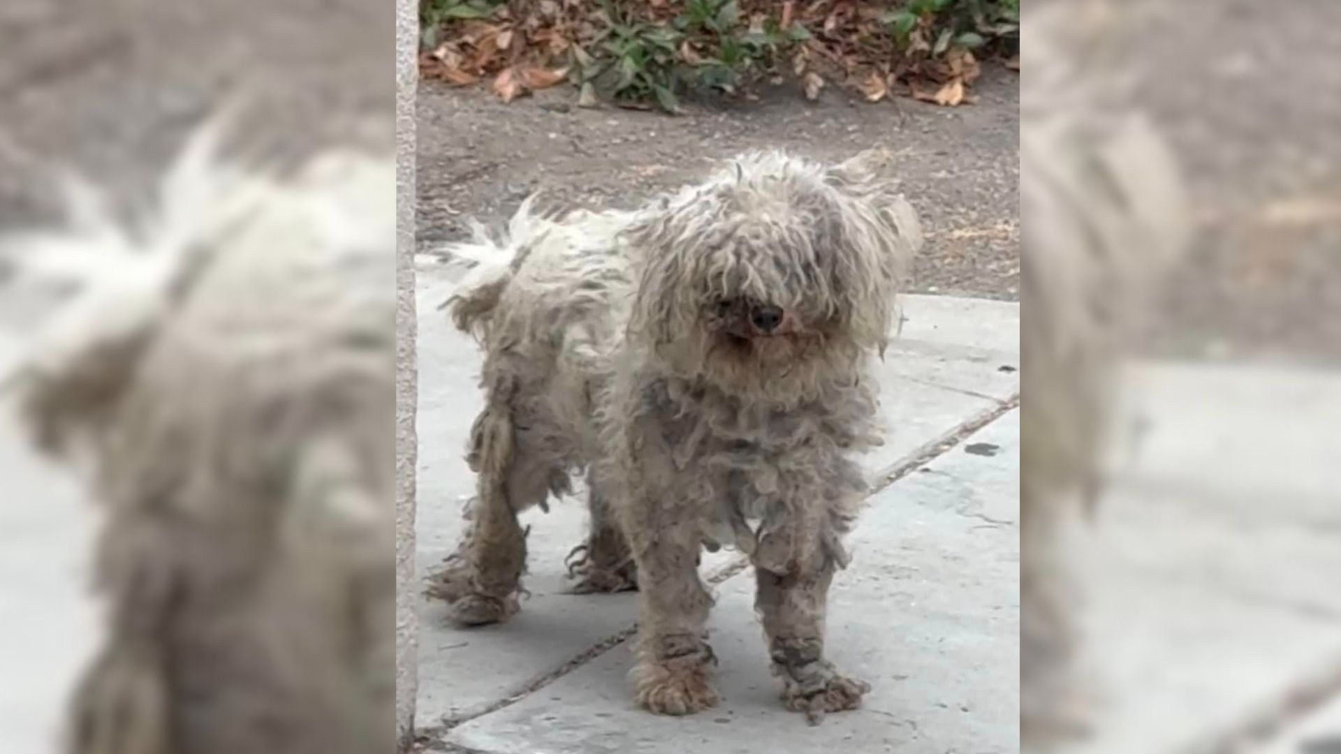 California Rescue Of A Fearful, Matted Dog Unveils Unexpected And Life-Transforming Surprise