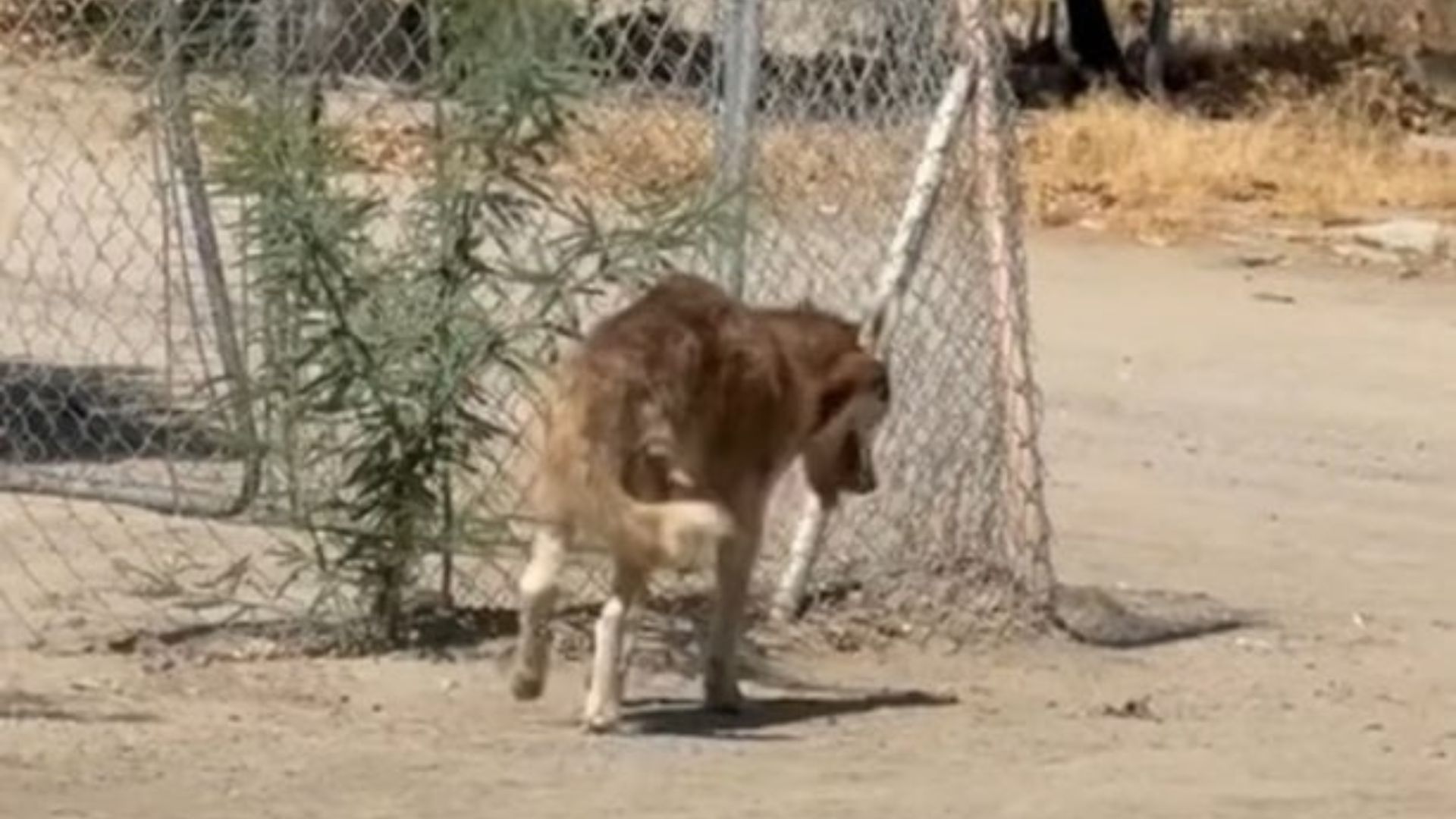 injured husky