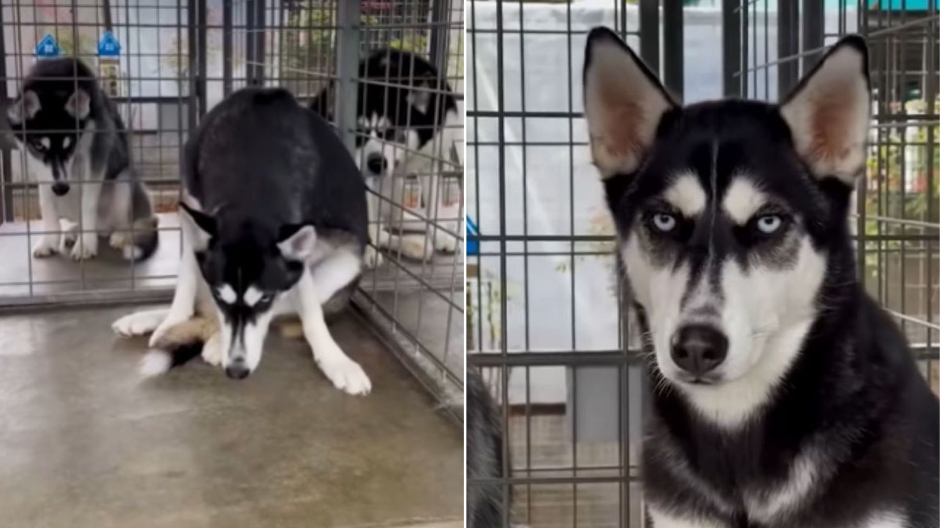 California Rescue Team Faces Heartbreak Over Surrendered Husky Who Was Called ‘Too Much’