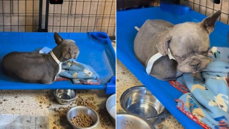 dog in shelter