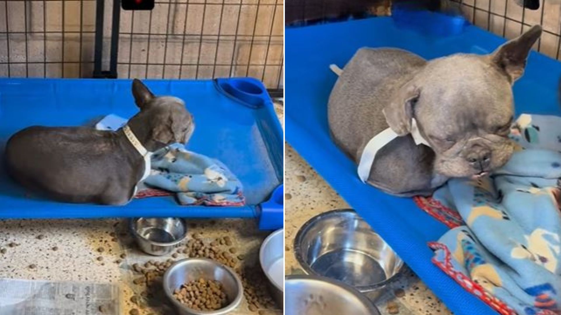 California Rescuer Adopts Shelter’s Most Overlooked Dog, Her 10-Day Transformation Is Incredible