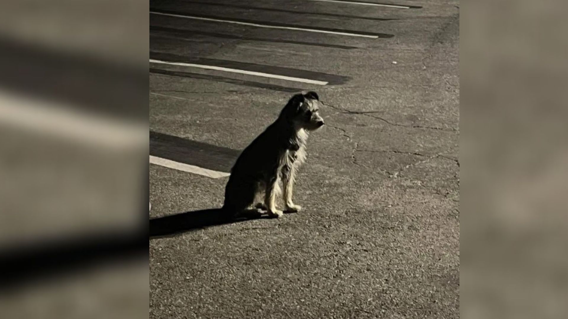 dog on parking lot