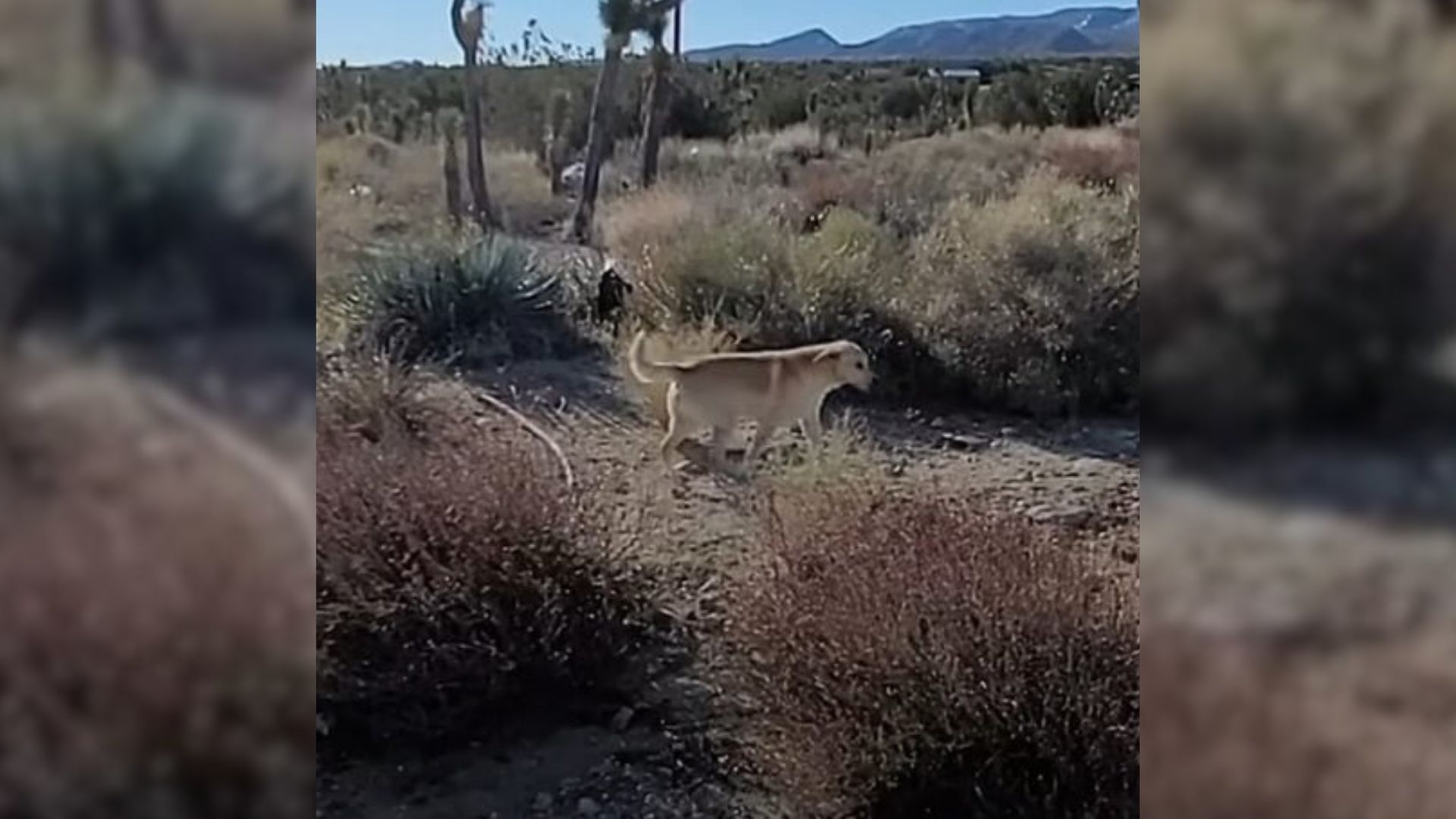 desert dog