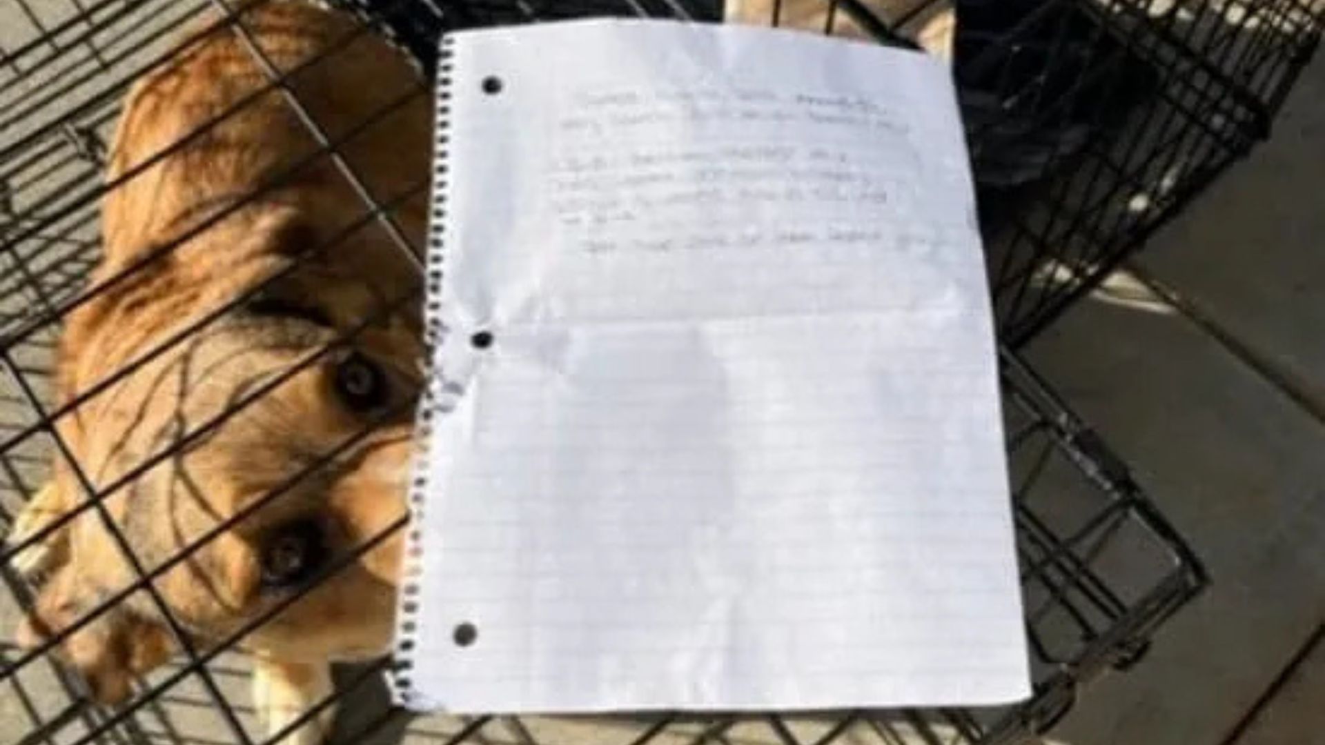 California Rescuers Discover Dog With Rare Condition Left At Shelter With Heartbreaking Note