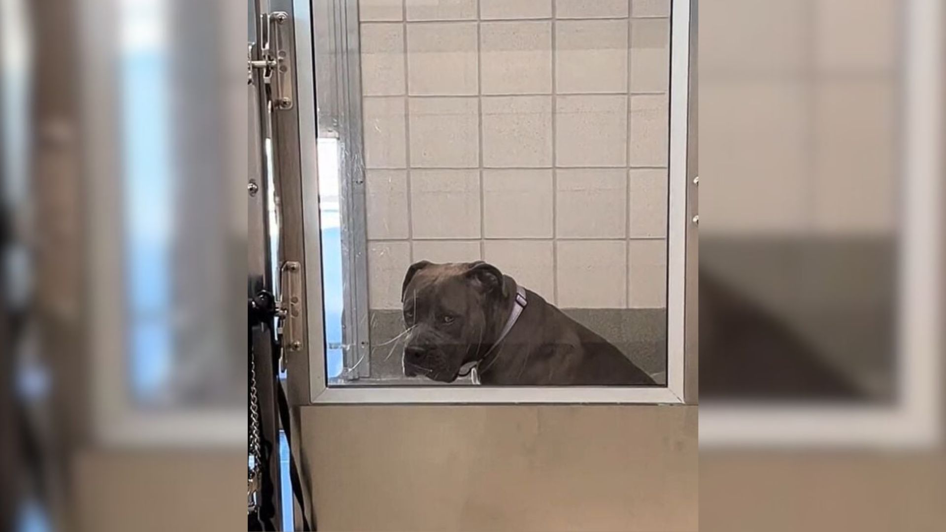 California Rescuers Fear For A Gentle Mastiff’s Future As She’s Ignored Again And Again