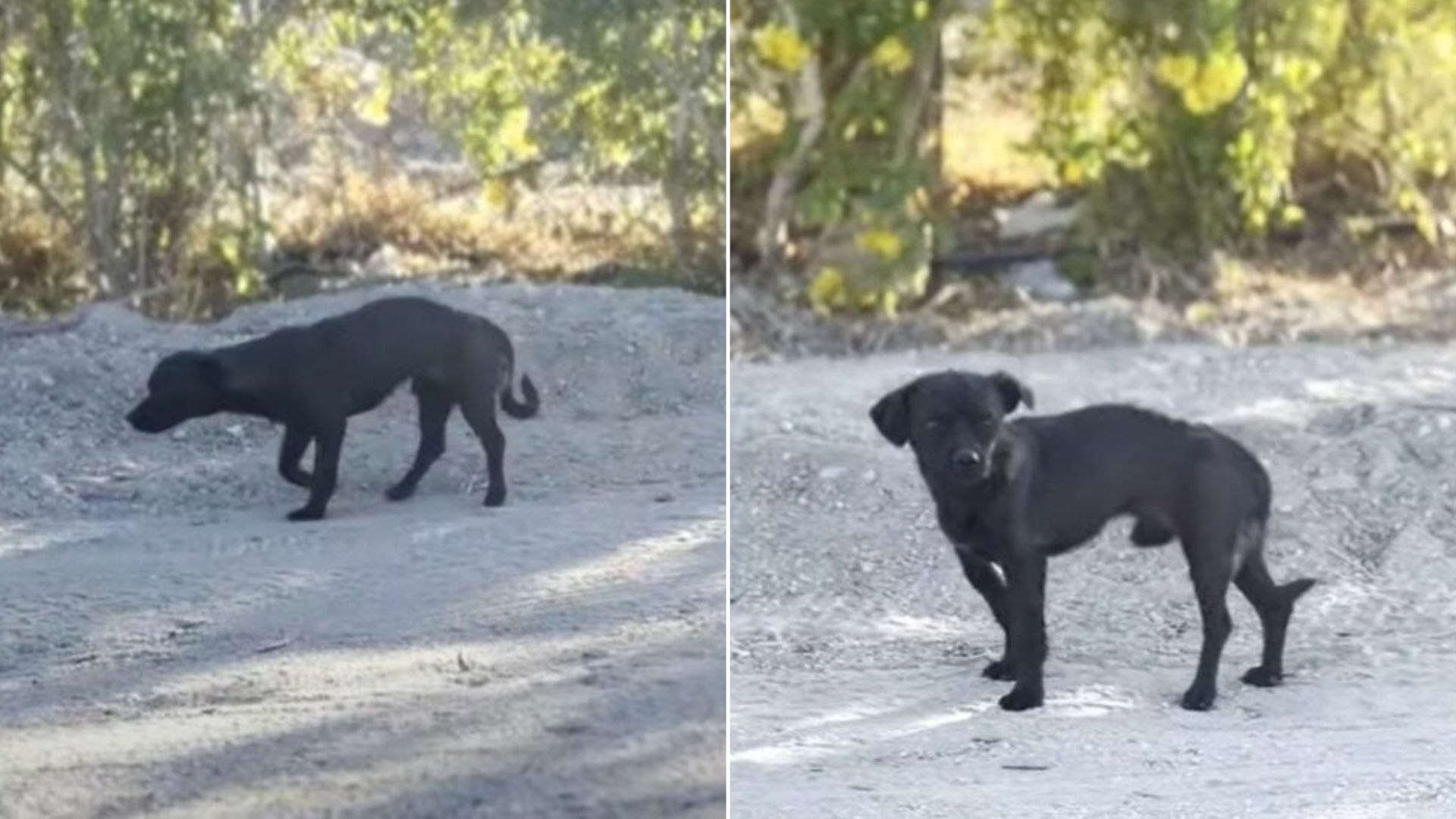 California Rescuers Pull A Small Dog From An Empty Road And Are Stunned By The X-Ray