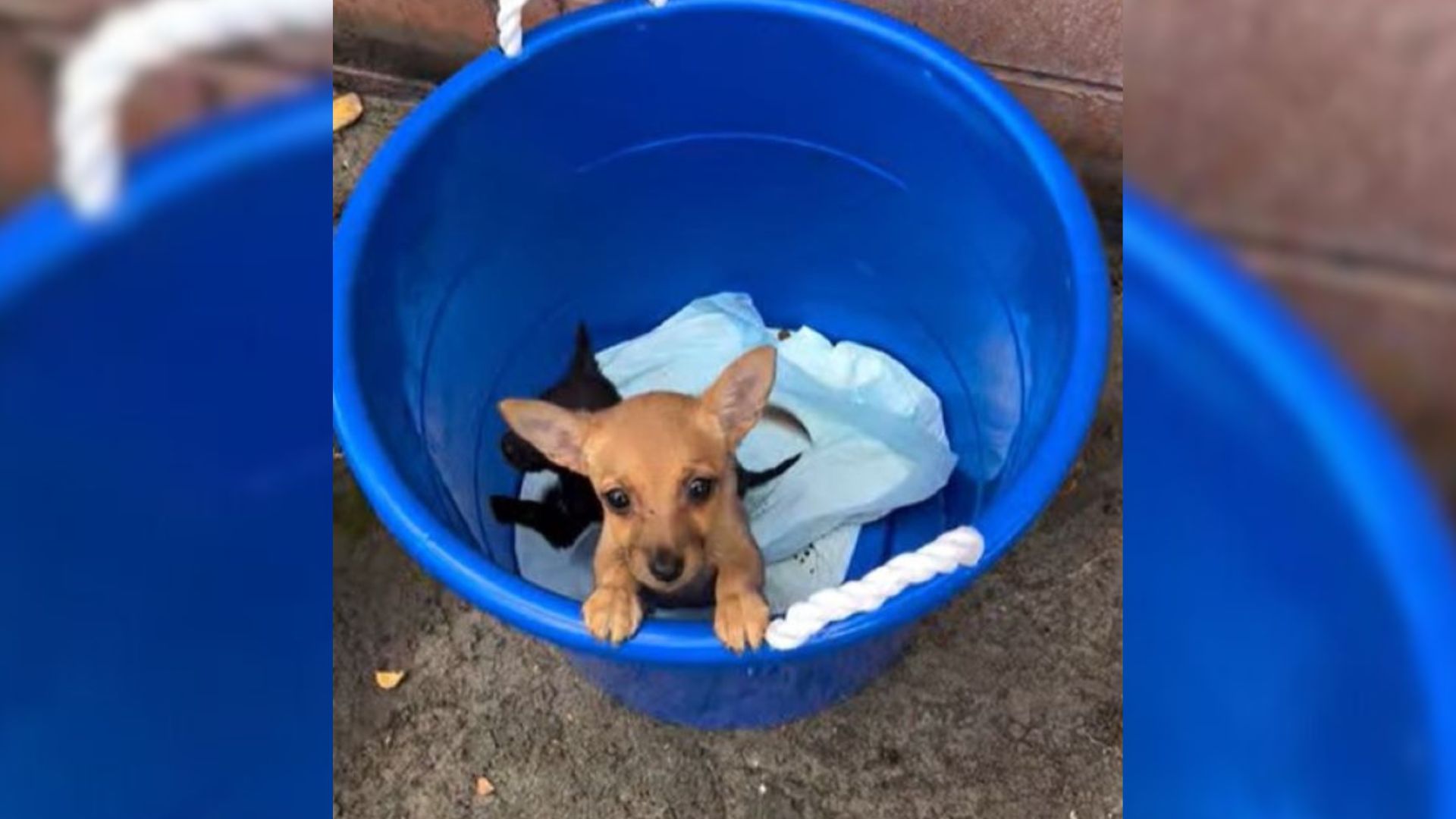 dogs in bucket