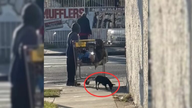 tiny skinny dog
