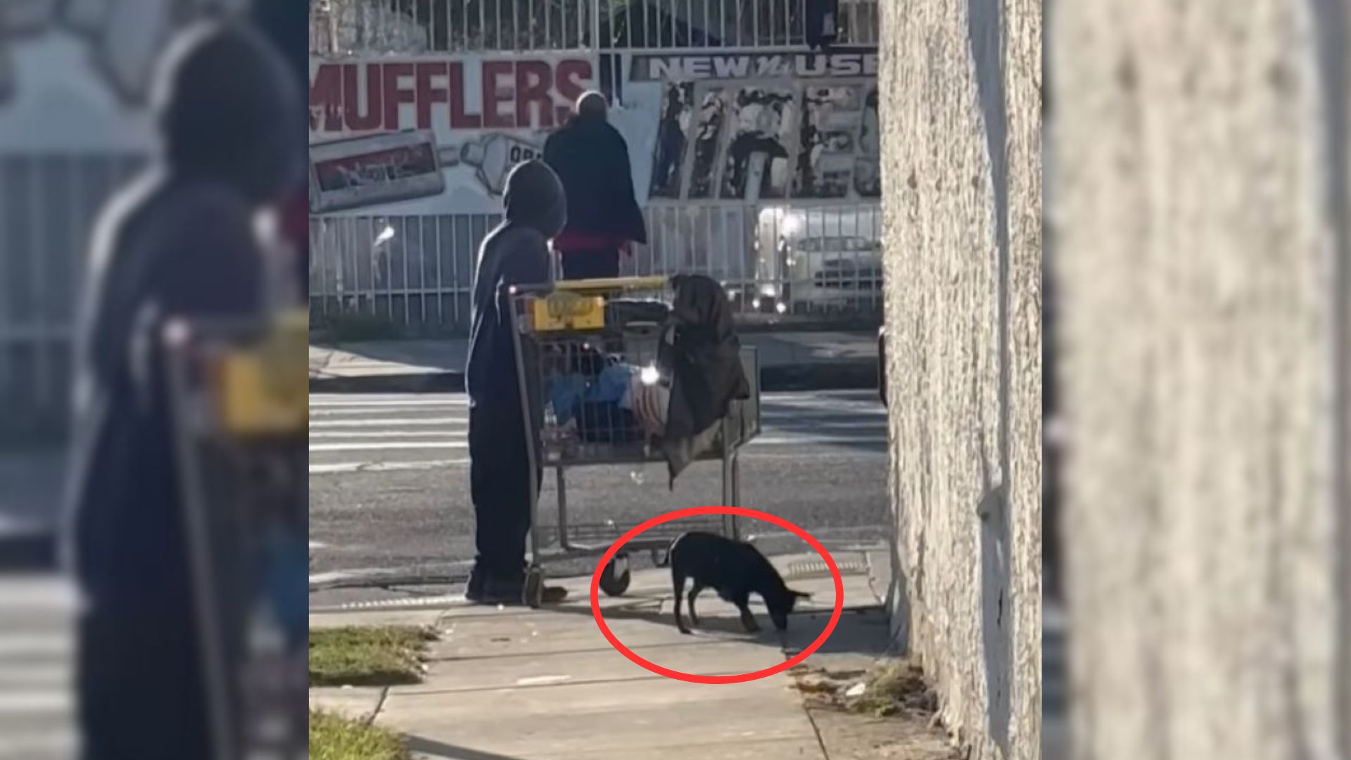 California Rescuers Saved A Tiny Malnourished Dog Only To Learn She Is Carrying A Big Secret