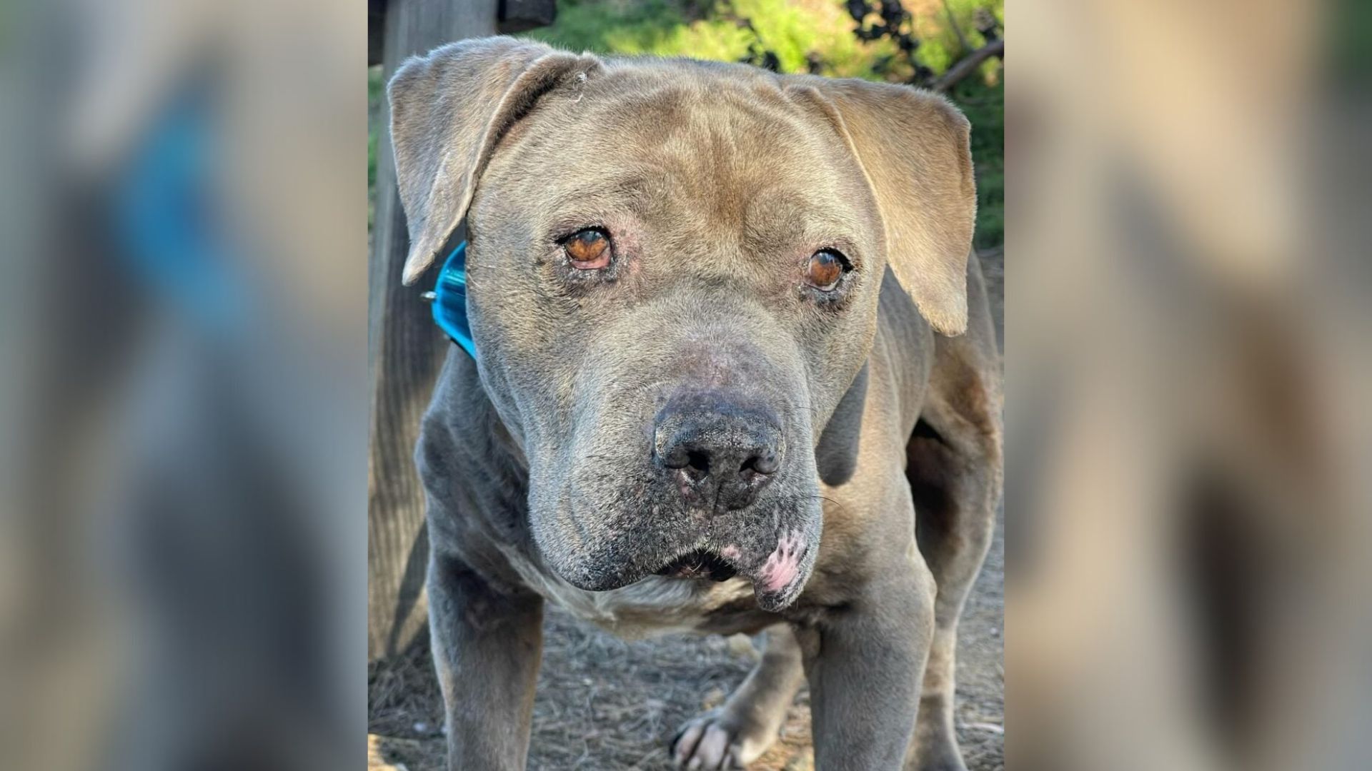 California Shelter Dog Dismissed As “Damaged” Finds Hope Through One Woman’s Compassion