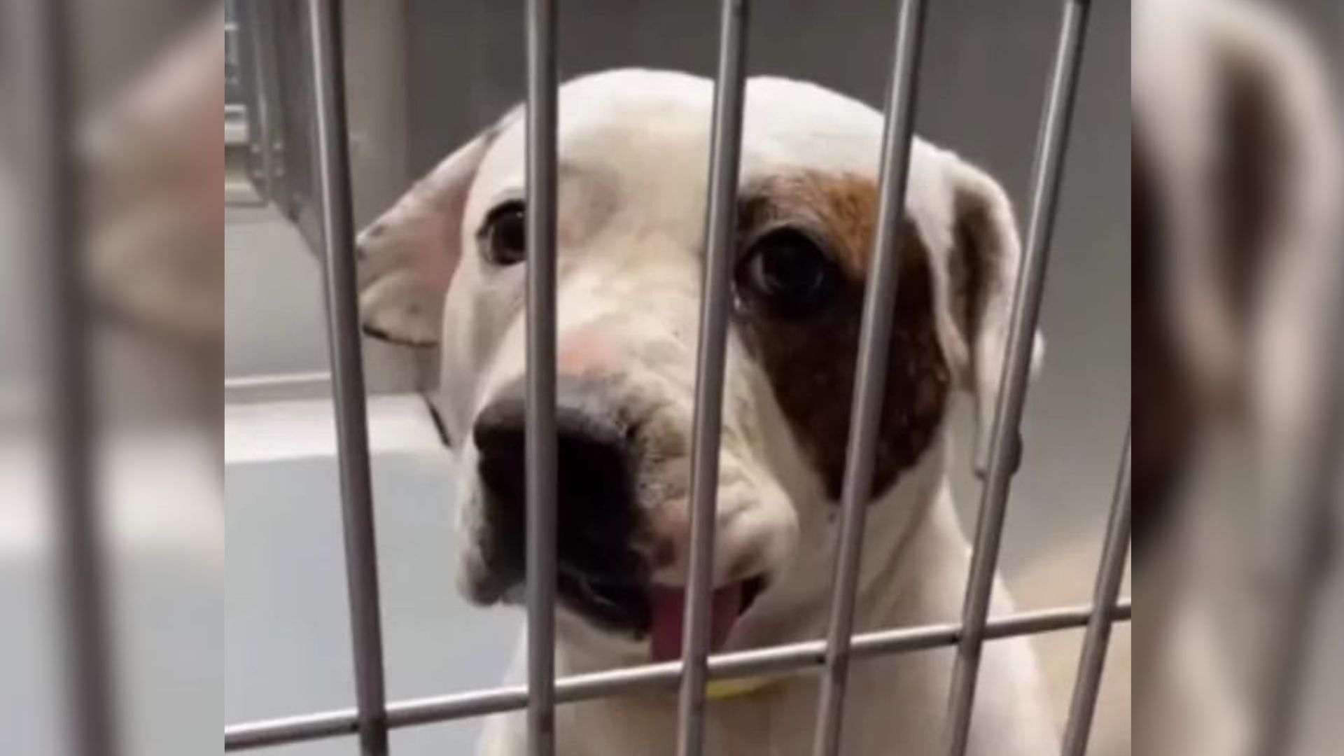 California Shelter Dog’s Gentle Eyes Hide A Past That No One Was Prepared For