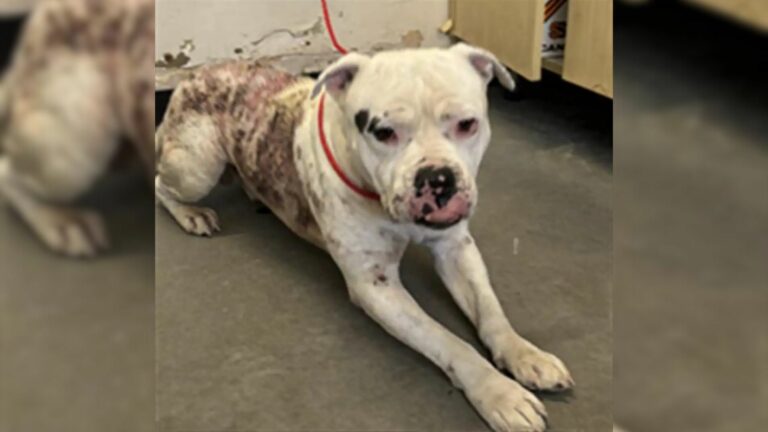 shelter dog
