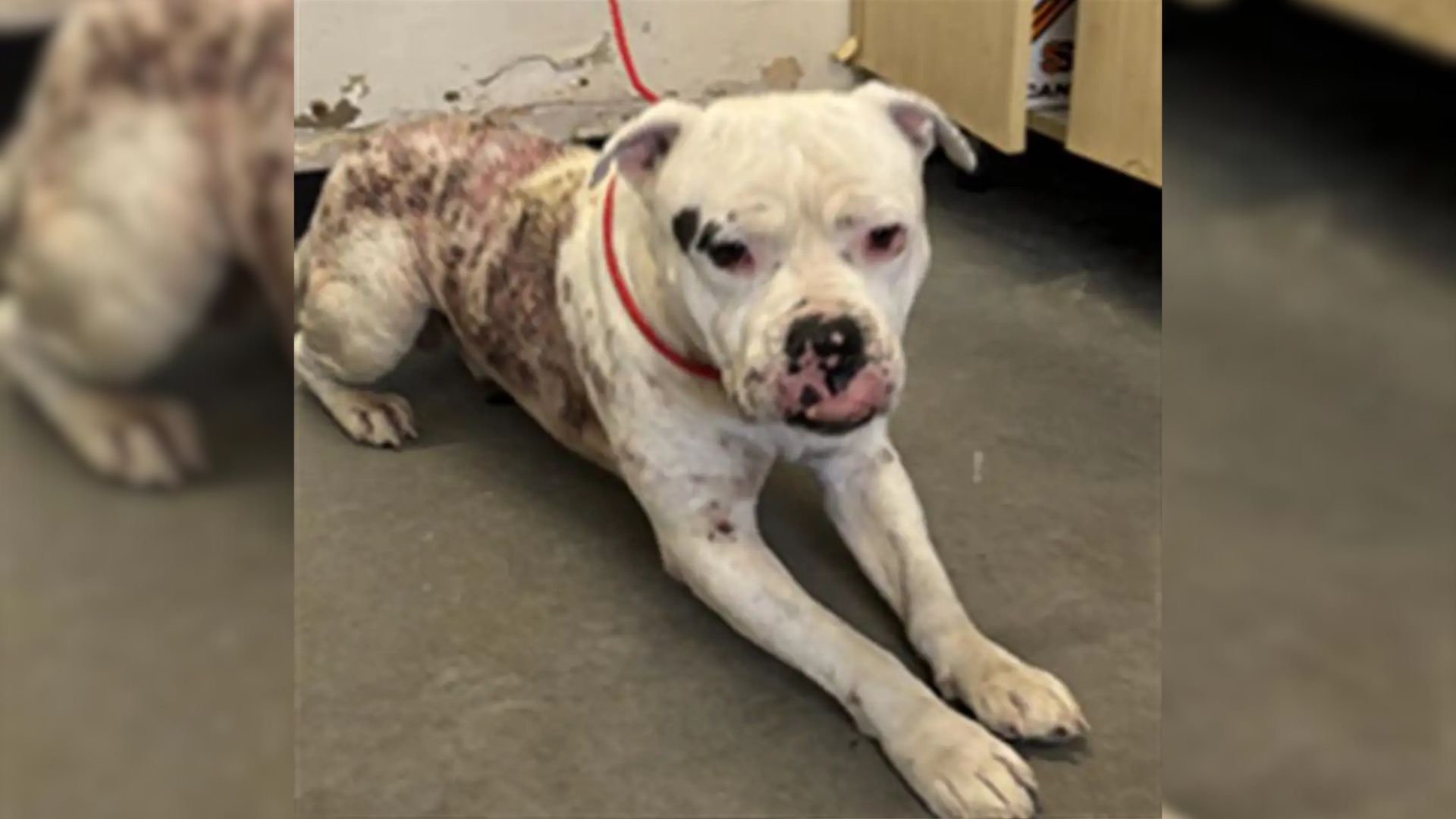 shelter dog