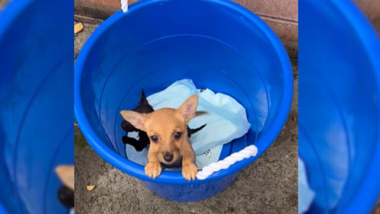 puppy in blue bucket