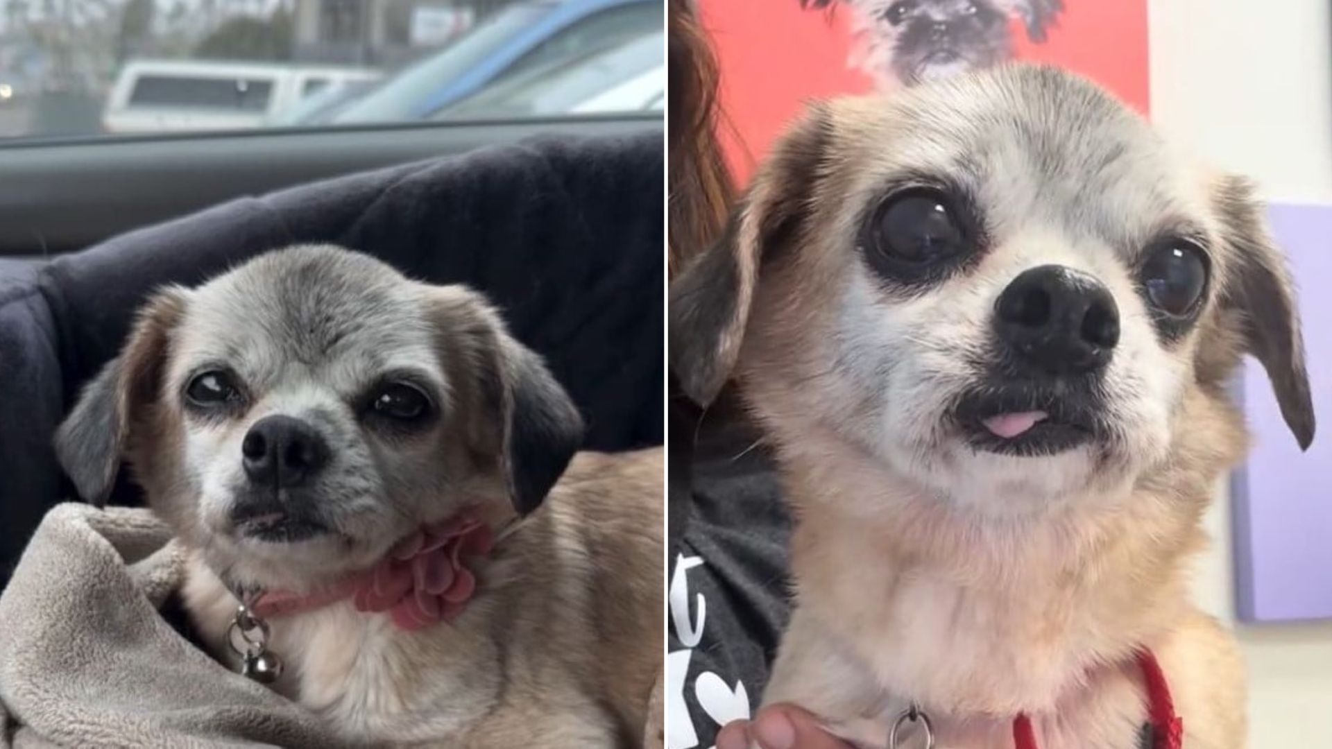 California Shelter’s Microchip Search Leads to Surprising Turn for Senior Dog