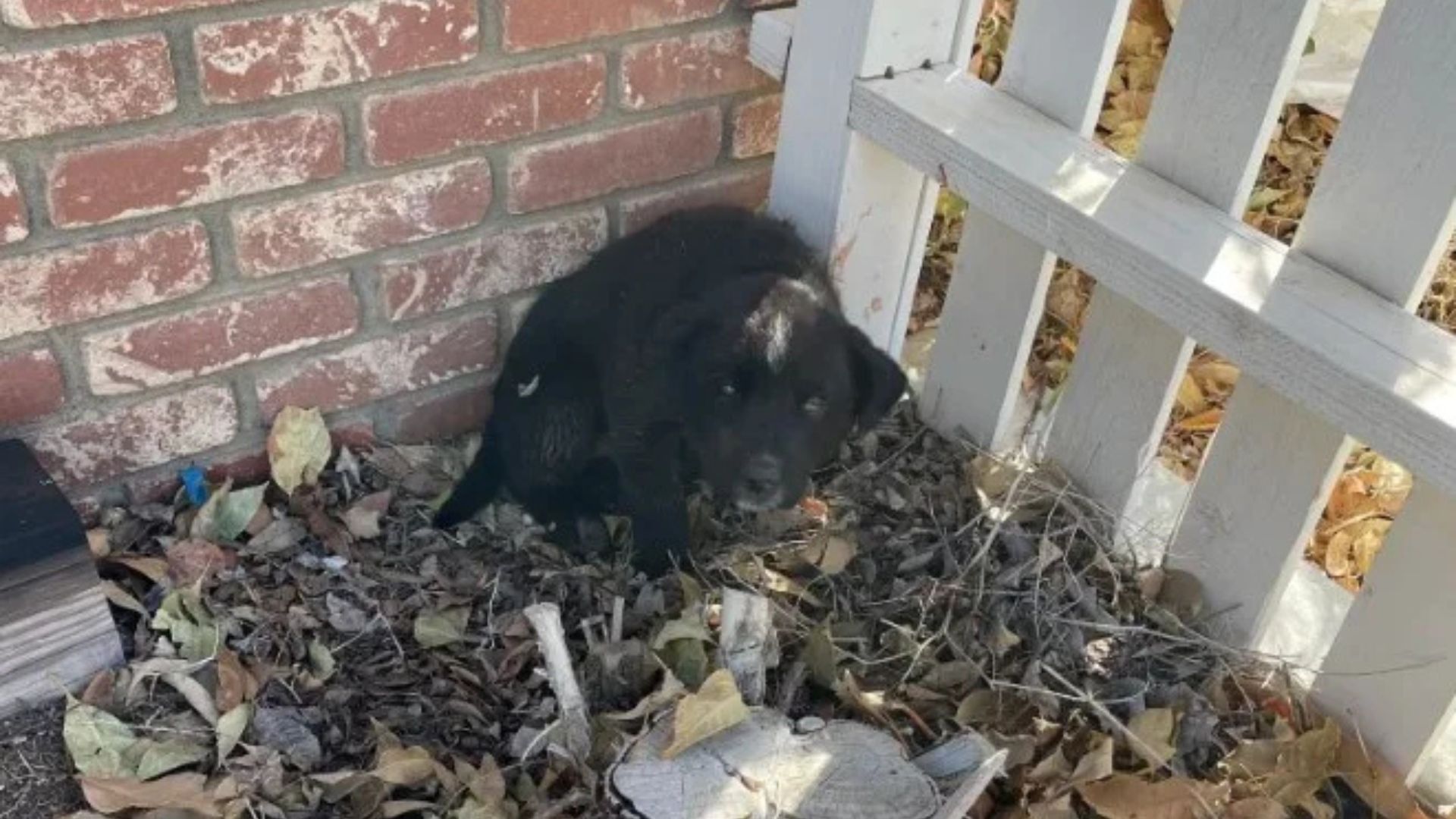 California Woman Discovers Injured Puppy In Her Parents’ Yard And Changes Her Life Forever