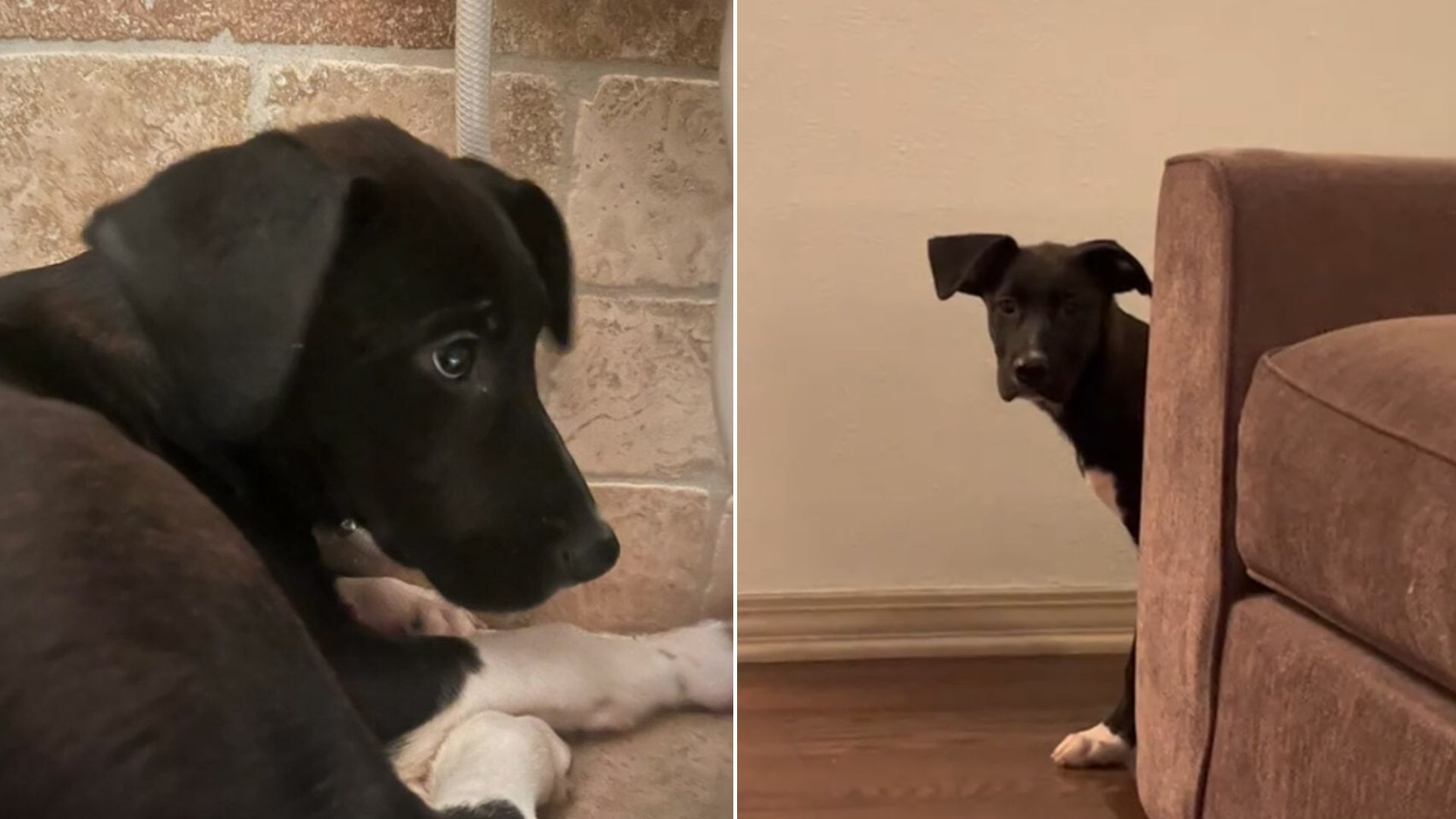 California Woman Saves Timid Pup From Euthanasia And Begins A Life-Changing Bond