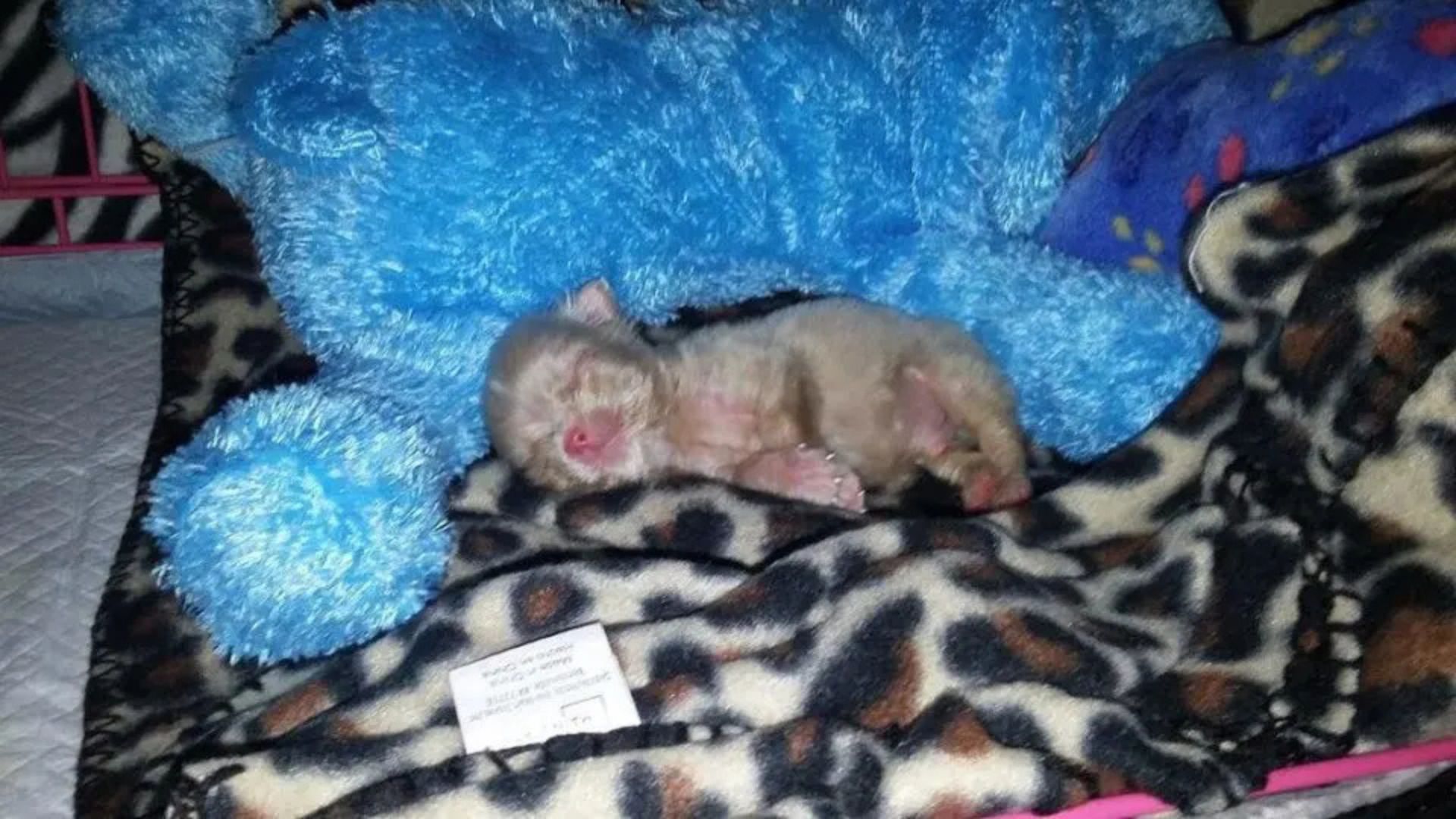 California Woman Takes In 3-Day-Old Albino Puppy And Changes His Life Forever