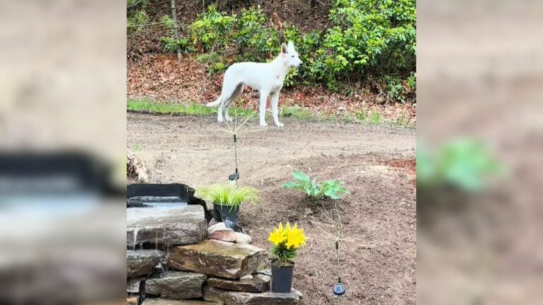 white dog