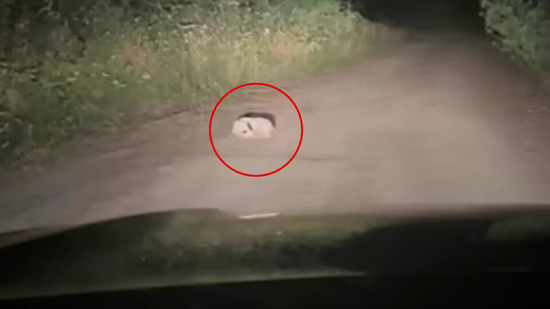 Camper Stumbles Upon What Looks Like A White Lump On Oregon Road, Until He Realizes It’s Alive