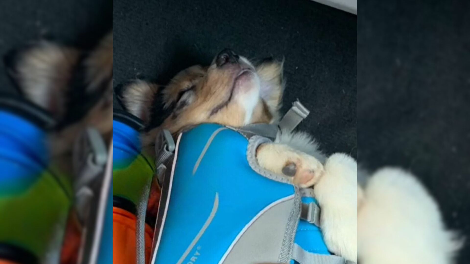 Colorado Dog Lies Still For Hours, Leaving Owner Panicked Until She Realizes What Happened