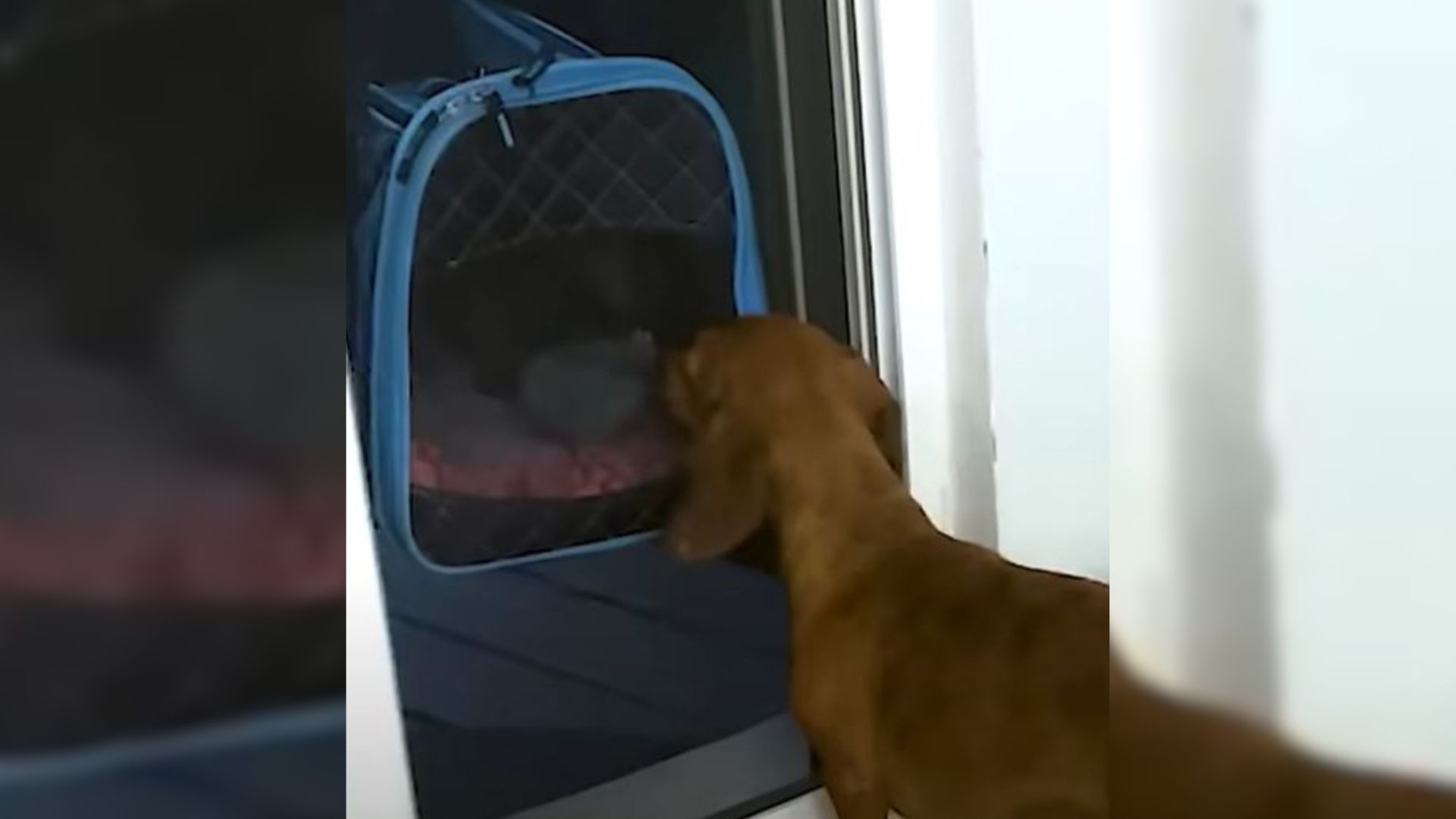 Colorado Dog Struggles With Loneliness Until Her Family Brings Home A Surprise Of A Lifetime