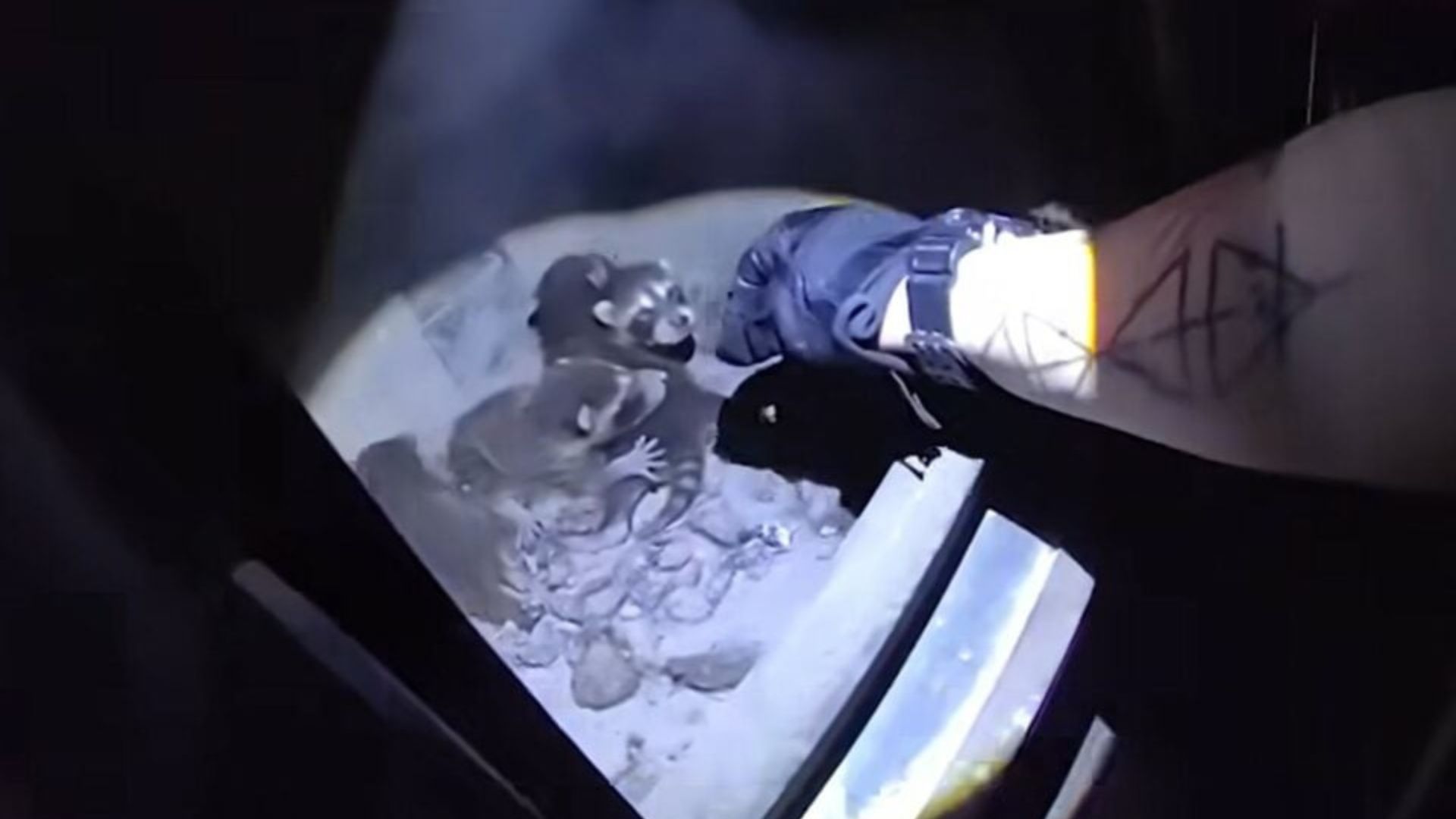 Colorado Family Discovers Unexpected Guests Nesting Inside Their Woodstove