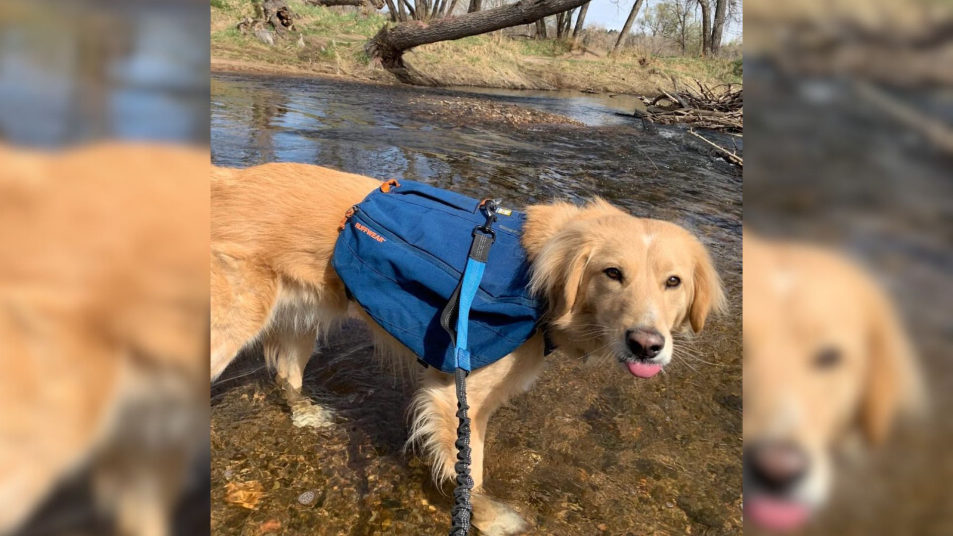 Colorado Family Dog Looked Like A Golden Retriever, But Something Didn’t Add Up