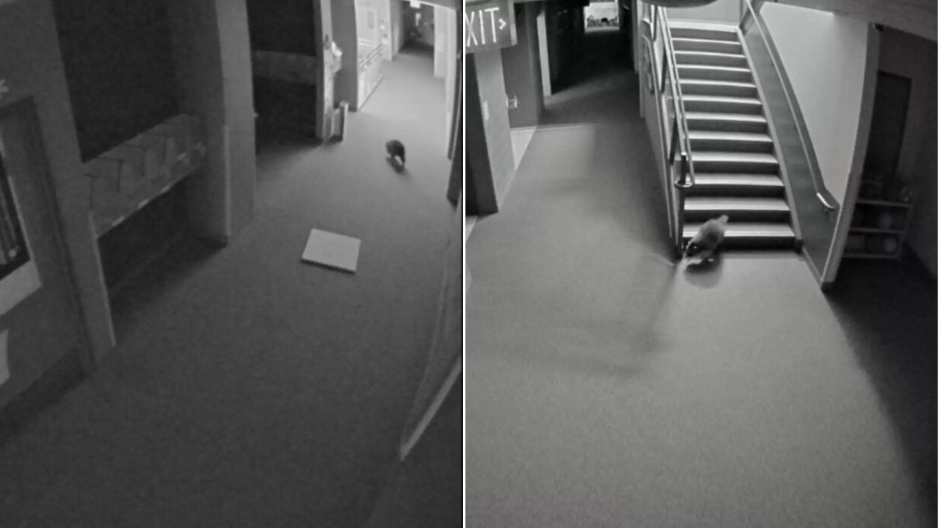raccoon in a school
