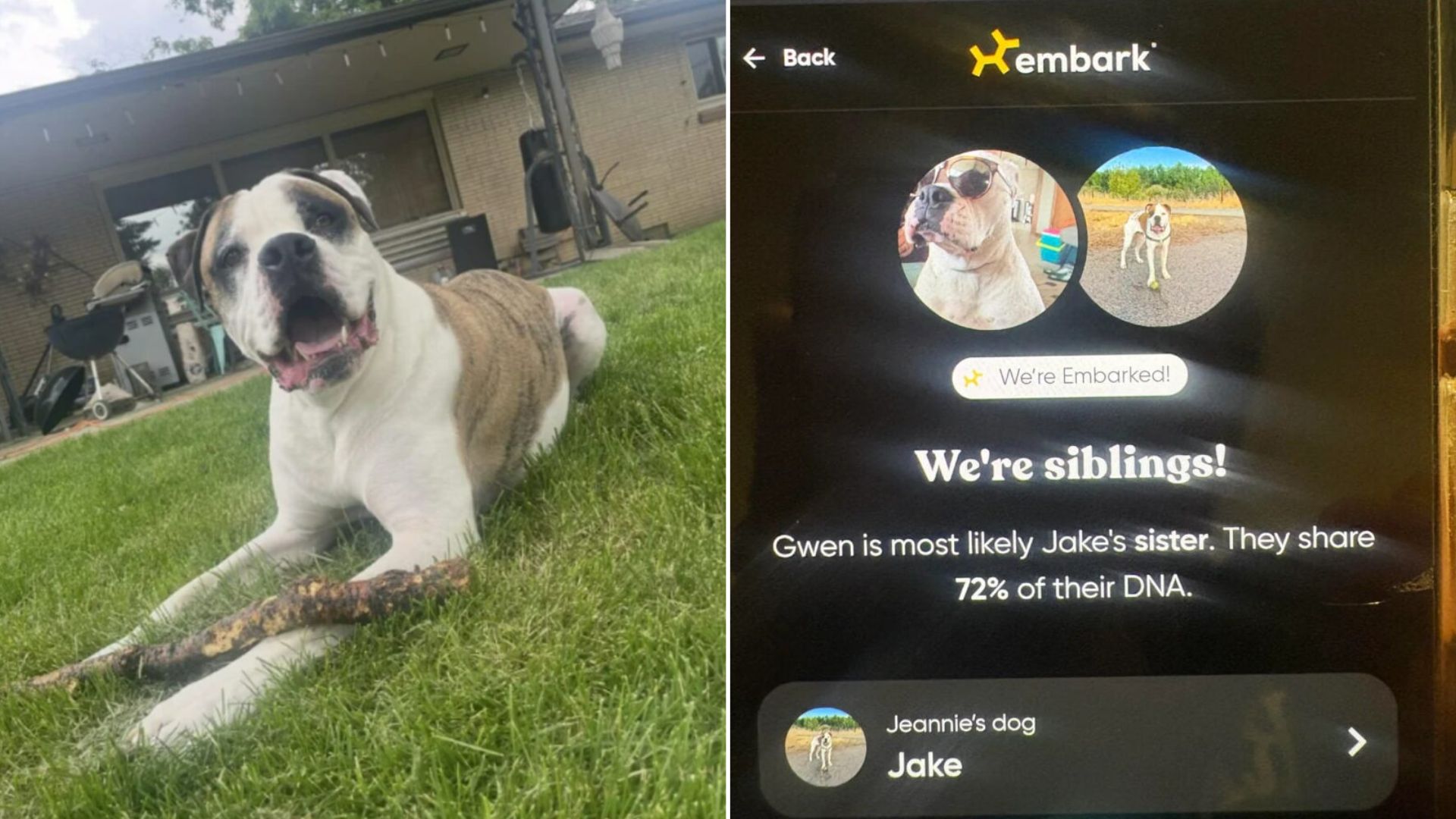 dog's dna