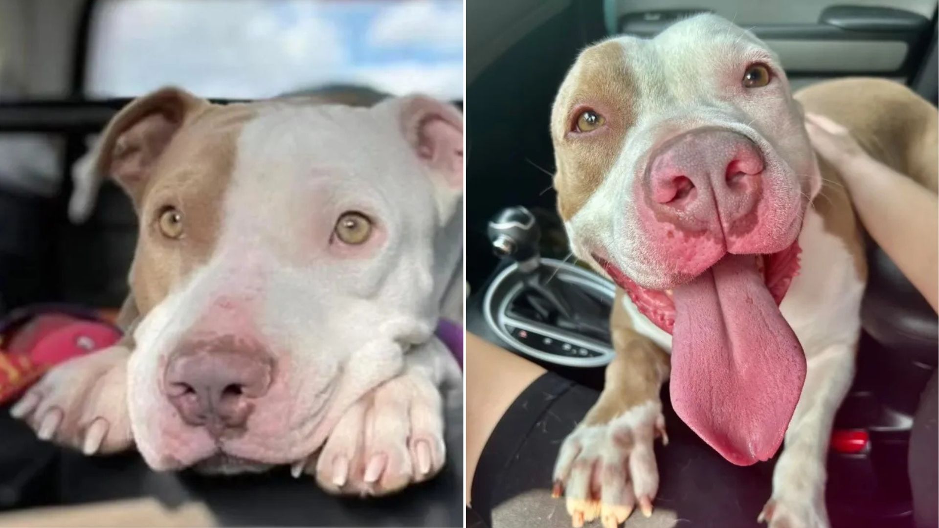 Connecticut Dog Waits Nearly Three Years Before His Forever Family Finds Him