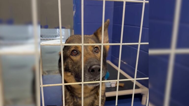 dog with one ear