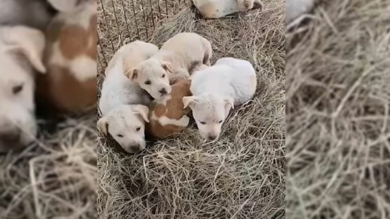 tiny puppies