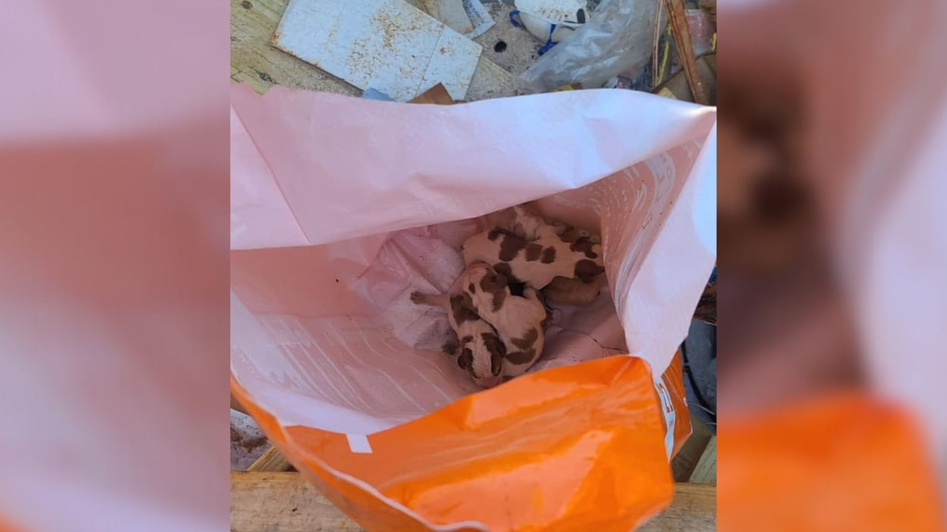 puppies in a bag