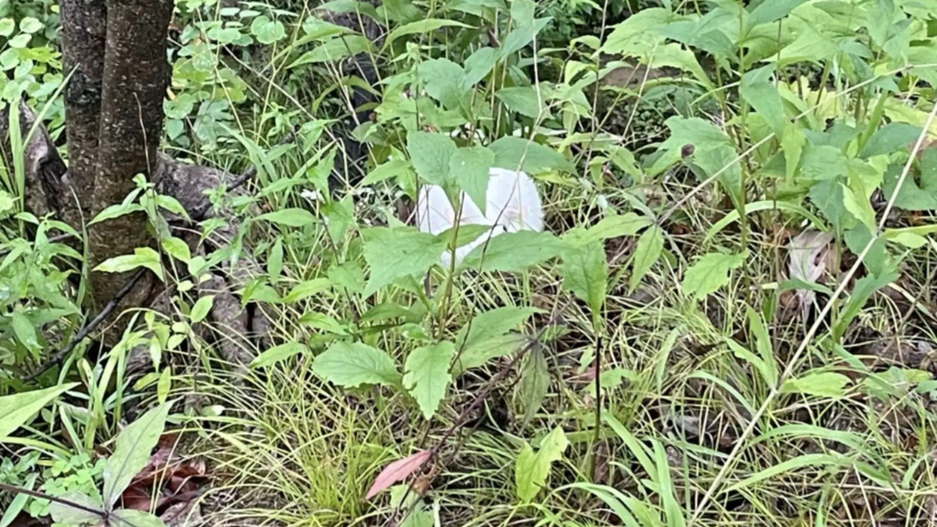 Couple Sees Tiny White Shape In The Illinois Woods And Makes A Heartwarming Discovery