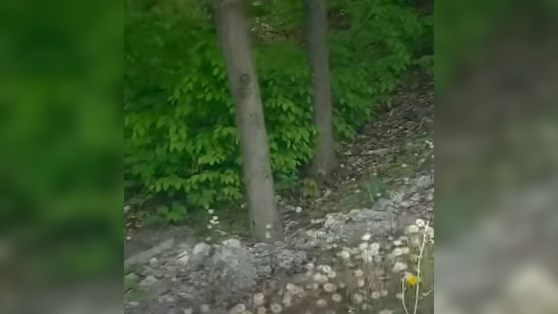 animal in woods