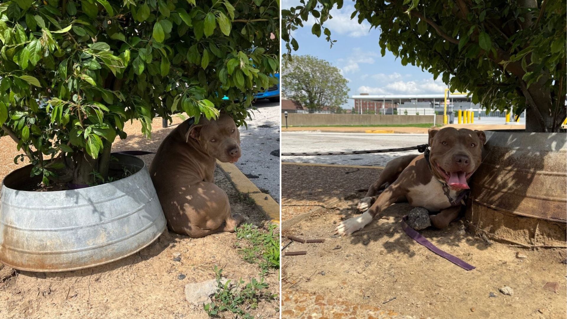 dog tied to a tree