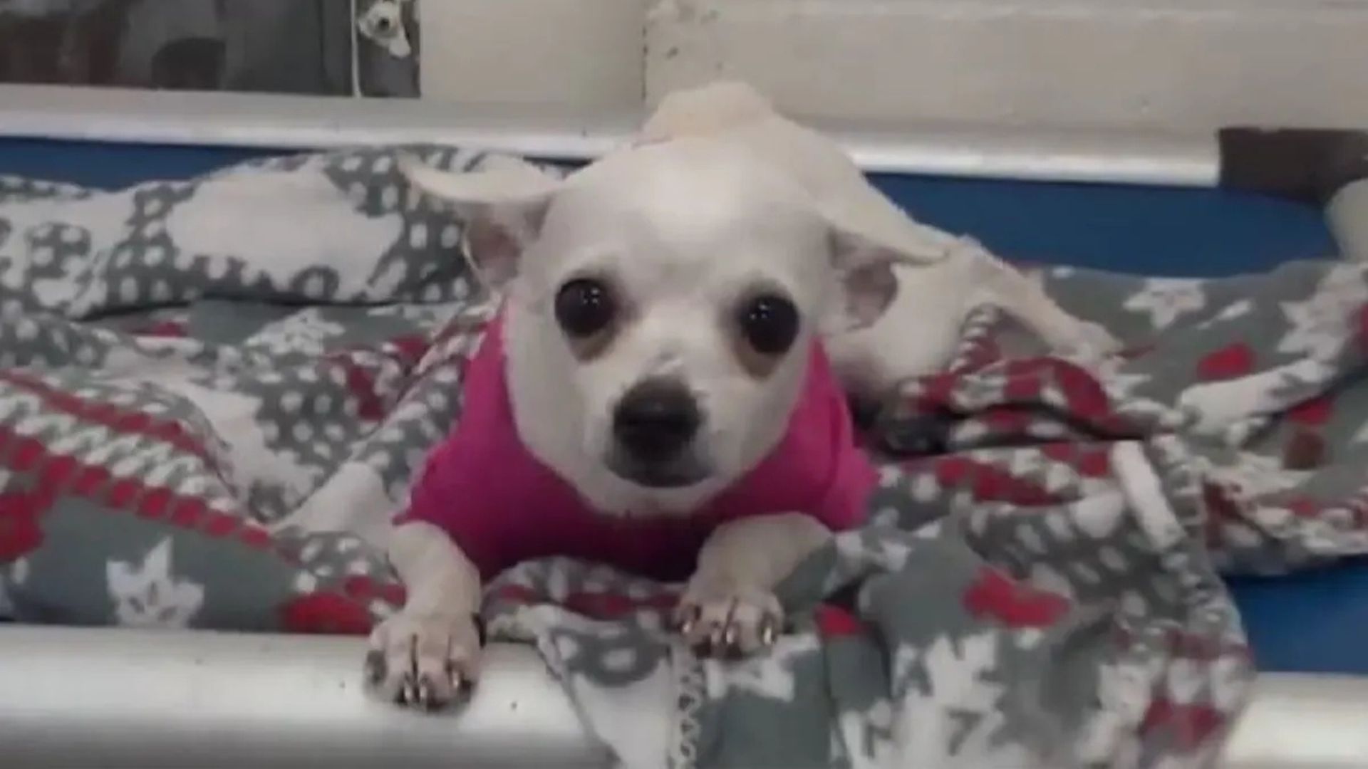 Cute Chihuahua